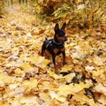 Zwergpinscher Royalty Free Stock Photo